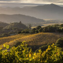 SHAFER Hillside Select Cabernet Sauvignon 2015 - 0,75 Liter - 98 Points -Robert Parker`s Wine Avocate