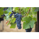 CAYMUS Special Selection 2017 Napa Valley 0,75 Liter - 94 Points Wine Spectator/ 93 Points Wilfred Wong of Wine.com