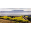 CAYMUS Special Selection 2017 Napa Valley 0,75 Liter - 94 Points Wine Spectator/ 93 Points Wilfred Wong of Wine.com
