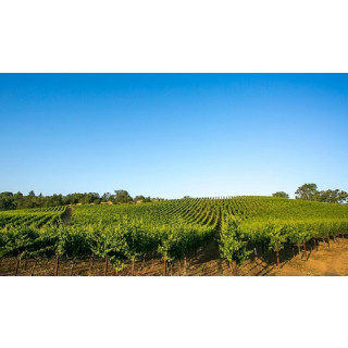 ROCHIOLI Estate Russian River- Sauvignon Blanc 2021 -0,75 Liter - 93 Points Wine Enthusiast/ 93 Wine Spectator