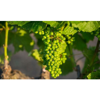 ROCHIOLI Estate Russian River- Sauvignon Blanc 2021 -0,75 Liter - 93 Points Wine Enthusiast/ 93 Wine Spectator