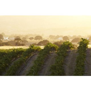 Im Zulauf 02.2022- ESTRELLA California - Chardonnay 2021 - 0,75 Liter