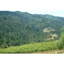DOMAINE EDEN -Mount Eden Viney.- Chardonnay 2019 - 0,75l- 91 Points Wilfred Wong of Wine. com