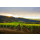 MER SOLEIL Santa Lucia Highl.- Chardonnay Reserve 2021 - 0,75 Liter - 