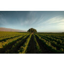 HAHN Central Coast  Cabernet Sauvignon 2021 - 0,75 Liter-