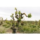 BONESHAKER LODI / OLD VINE  Zinfandel 2020 - 0,75 Liter -
