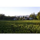 DUCKHORN Napa Valley Merlot  2021  0,75 Liter - 92 Points Wine Enthusiast/ 91 Wine Spectator