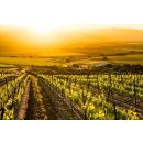 CAYMUS SEA SUN - California Chardonnay 2022 - 0,75 Liter - 