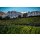 DOMAINE DE TORRACCIA - Korsika - Rosé - 2024 - 0,75 Liter - Prädikat AOP - Biozertifiziert
