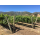 MER SOLEIL Santa Lucia Highl. Reserve Chardonnay 2023 - 0,75 Liter -