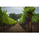 BELLE GLOS Russian River- Dairyman Pinot Noir 2022 - 0,75 Liter - 94 Points Wine Enthusiast
