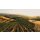 GLORIA FERRER  Blanc de Noirs  LOT 517 - 0,75 Liter - 90 Points Wine Enthusiast/ 90 Wine&Spirits