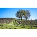 ROCHIOLI Estate Russian River Chardonnay 2023 - 0,75 Liter- 94 R. Parker`s Wine Addvocate