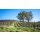 ROCHIOLI Estate Russian River Chardonnay 2023 - 0,75 Liter- 94 R. Parker`s Wine Addvocate