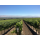 MER SOLEIL SILVER UNOAKED Chardonnay 2023 - 0,75 Liter -
