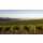 CAYMUS Napa Valley Cabernet Sauvignon 2023  0,375 Liter
