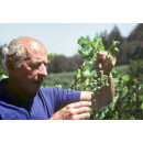 DIAMOND CREEK Greavelly Meadow  2004  1,5 Liter - 95 Points R. Parker/ 96 Wine &Spirits