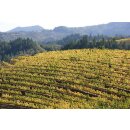 CAYMUS Napa Valley Cabernet Sauvignon 2023  1,5 Liter