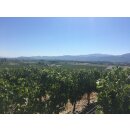 CAYMUS Napa Valley Cabernet Sauvignon 2023  1,0 Liter