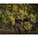CAYMUS SEA SUN California Chardonnay 2024  0,75 LIter