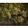 CAYMUS SEA SUN California Chardonnay 2024  0,75 LIter