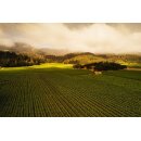 FREEMARK ABBEY Napa Valley  Chardonnay 2023  0,75 Liter - 94 Points James Suckling