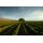 HAHN Central Coast Pinot Noir 2024 - 0,75 Liter