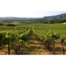 HESS SELECT California Chardonnay 2024 - 0,75 Liter - “BEST BUY” Wine Enthusiast