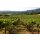 HESS SELECT California Chardonnay 2024 - 0,75 Liter - “BEST BUY” Wine Enthusiast