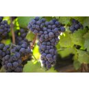 CAYMUS SEA SUN California Pinot Noir 2024 - 0,75 Liter