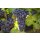 CAYMUS SEA SUN California Pinot Noir 2024 - 0,75 Liter