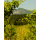 GRGICH HILLS ESTATE Napa Valley Cabernet Sauvignon 2021 - 0,75 Liter - 95 Points Decanter, 92 James Suckling/Wine Enthusiast