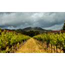 GRGICH HILLS ESTATE Napa Valley Zinfandel  2020 - 0,75 Liter - 90 Points James Suckling