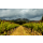 GRGICH HILLS ESTATE Napa Valley Zinfandel  2020 - 0,75 Liter - 90 Points James Suckling